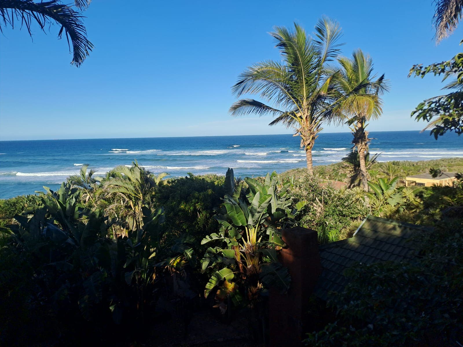 Coconut palms above the surf at Palm Beach